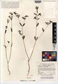 Euphorbia trachysperma image