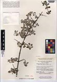 Condea anitae image