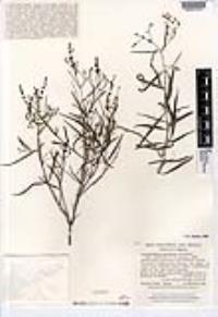 Carlowrightia pectinata image
