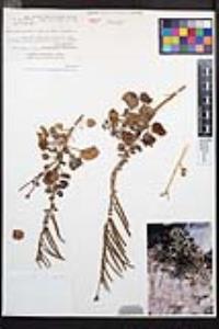 Chylismia cardiophylla subsp. cardiophylla image
