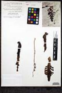 Aphyllon cooperi image