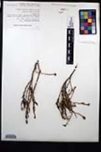 Ericameria brachylepis image