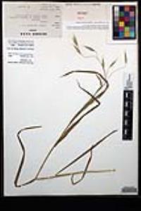 Bromus carinatus image