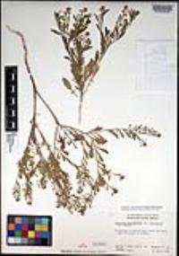 Lepidium lasiocarpum var. latifolium image