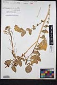 Raphanus raphanistrum image