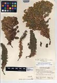 Deinandra greeneana image