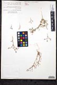 Chorizanthe brevicornu image