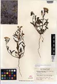 Chylismia claviformis var. peirsonii image