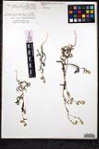 Cryptantha barbigera image