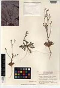 Gilia stellata image