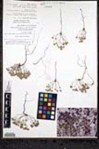 Eremocarya micrantha var. micrantha image