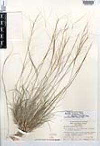 Aristida purpurea var. longiseta image