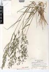 Eragrostis mexicana image