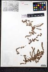 Teucrium cubense image