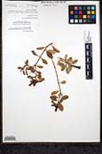 Gambelia speciosa image