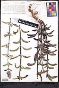 Salvia lavanduloides image
