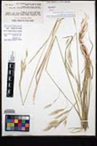 Bromus carinatus image