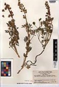 Lupinus formosus var. formosus image