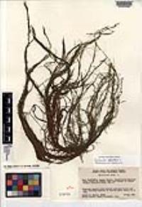 Callitriche palustris image