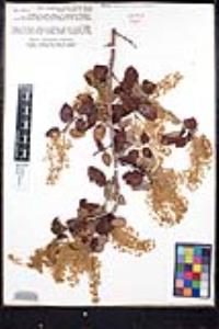 Ceanothus leucodermis image
