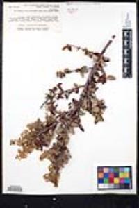 Ceanothus leucodermis image