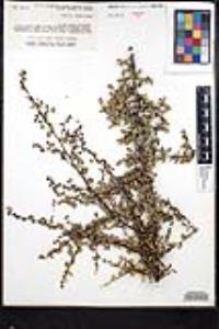 Rhamnus crocea image