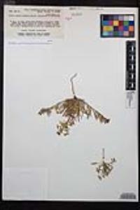 Camissoniopsis lewisii image