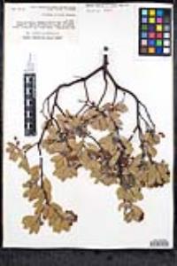 Arctostaphylos pungens image