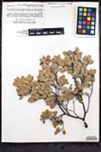 Arctostaphylos pungens image