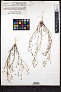 Saltugilia caruifolia image