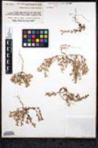 Phlox gracilis image