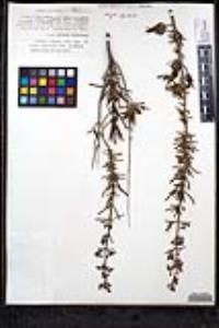 Trichostema parishii image
