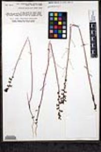 Sairocarpus coulterianus image