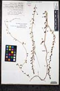 Sairocarpus pusillus image