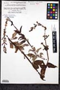 Penstemon clevelandii image