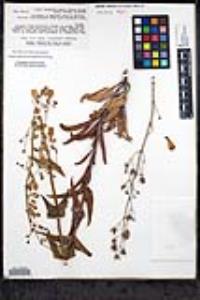 Penstemon spectabilis var. spectabilis image