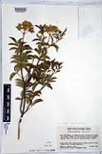 Sambucus cerulea image