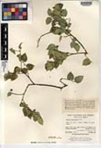 Celtis reticulata image