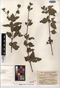Aloysia barbata image