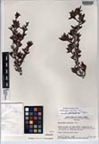 Cercocarpus ledifolius image
