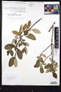 Frangula californica image