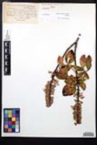 Aesculus parryi image