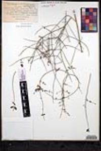 Scutellaria mexicana image