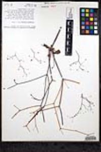 Eriogonum inflatum image