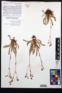 Horkelia clevelandii image