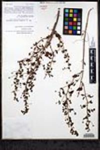 Sairocarpus pusillus image