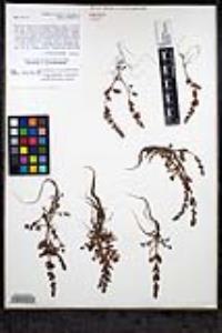 Veronica serpyllifolia subsp. humifusa image