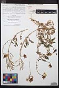Chylismia claviformis var. peirsonii image