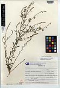 Polygala magdalenae image