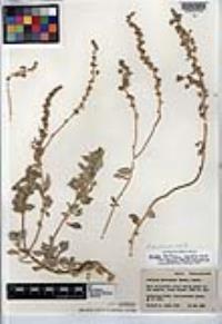 Atriplex barclayana subsp. barclayana image